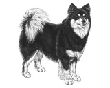 En teckning av en finsk lapphund med fluffig svans. En frisk finsk lapphund vikt är viktig för dess välmående.