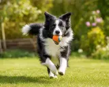 Glad border collie springer fram över gräsmattan med en orange gummiboll i munnen.