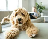 En fluffig labradoodle ligger på en soffa, redo att leka. Bakom syns en person som läser.
