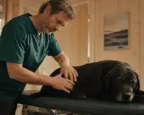 Veterinär undersöker en svart labrador. Hunden verkar lite hängig, kanske behöver den alvedon till hund för att må bättre.