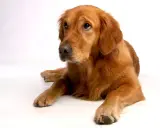 En vacker golden retriever, kanske den friskaste hundrasen, ligger lugnt på en vit bakgrund och tittar uppåt med sina vänliga ögon.