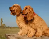 Två glada, gyllene cocker spaniels sitter på en träbänk. De ser friska ut, men det är bra att känna till cocker spaniel sjukdomar för att kunna ge dem bästa möjliga vård.