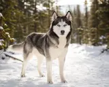 En ståtlig siberian husky med isblå ögon står i en snöig skog.