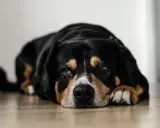 En trött hund med magkatarr ligger på golvet och ser lite ledsen ut.