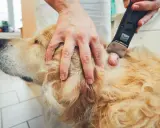 En veterinär rakar bort ett lipom på en golden retriever. Dessa lipom hund bilder visar en vanlig åkomma.