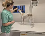 Veterinär granskar röntgenbild av hundens tass. Ortopedi hund är viktigt för att diagnostisera problem.