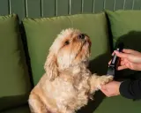 En hundtrimmer Moser används för att klippa en söt hunds tassar.