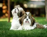 Två söta shih tzu-hundar med fluffig päls och tofsar i håret sitter på en gräsmatta.