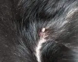 En fästing har satt sig i pälsen på en tbe hund.