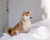 En söt shiba inu sitter på vita lakan. Denna ras är inte bland de apporterande hundraser, men är en utmärkt sällskapshund.