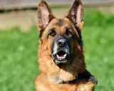 En schäferhund, en av de vanligaste hundraserna i Sverige, tittar fram med öppen mun mot en grön bakgrund.