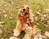 En glad cocker spaniel med lockigt, gyllene päls sitter i gräset bland höstlöv. Dess glada uttryck visar verkligen cocker spaniel temperament.