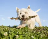 En glad west highland white terrier springer med en pinne i munnen över en grön äng mot en blå himmel.