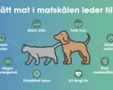 Hundens skin and coat blir blank och fin med rätt mat. Även frisk hud, god matsmältning och ett långt liv.