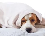 En trött beagle, kanske efter ett anfall av epilepsi, vilar under en mjuk filt.