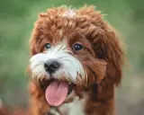 En söt cavapoo maltipoo vuxen hund med rödbrun päls och vit nos, flämtande med tungan ute.