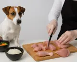 En person förbereder kyckling för att koka kyckling till hund. Bredvid står en söt Jack Russell Terrier och tittar på.