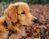 En gyllene retriever med ett svart koppel runt halsen tittar ut över en höstfärgad skog.