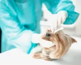 Veterinär behandlar en yorkshireterrier med hornhinnesår.