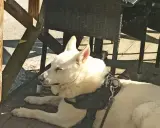 Vit hund med rosa nos vilar på en träaltan. Kanske en av de mer ovanliga, konstiga hundraser som finns.
