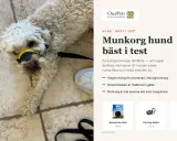 En hund med gul och svart munkorg ligger på ett stenlagt golv. Artikeln handlar om munkorgar för hundar, och en schäfer kan behöva en.