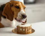En beagle med partyhatt slickar på en tårta dekorerad med hundkex. Tårtan ser god ut, men var försiktig så att du inte ger hunden något som är hundkex giftig.