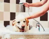 En glad labrador med skum på huvudet njuter av att bada hund i ett bubbelbad.