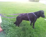 Svart hund med lila sele och koppel runt midjan står på en gräsmatta.