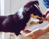 Valpar som tränas med godis. En person ger en hund en godbit ur handen.