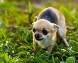 En liten chihuahua, en hund som skakar, smyger sig fram i det höga gröna gräset.
