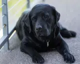Sorgsen svart labrador ligger ner. Denna bild kan vara relaterad till osteosarkom hund.
