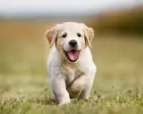 En glad golden retriever-valp springer fram över en gräsmatta. Valpens vikt är perfekt för lek och bus.