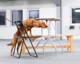 Brun hund tränar nosework, klättrar på en stol för att nå en låg bordsskiva.