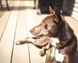 Brun hund med vita markeringar ligger på ett trädeck i solen. Det är varmt och hunden försöker kyla ner sig.