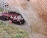 Närbild på en hunds mun med synliga papillom på tandköttet.