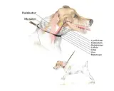Illustration av en hunds hals med muskler och organ markerade. En mindre hund med sele syns nedanför.