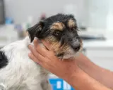 En hund med symtom på hypotyreos undersöks av en veterinär.