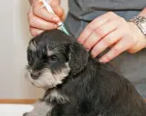 En veterinär ger en 12 veckor gammal valp vaccination.