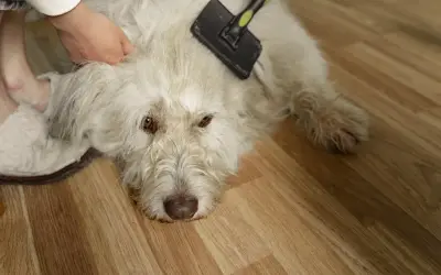 En person borstar en vit hund för att ta bort underull. Hunden ligger på ett trägolv.