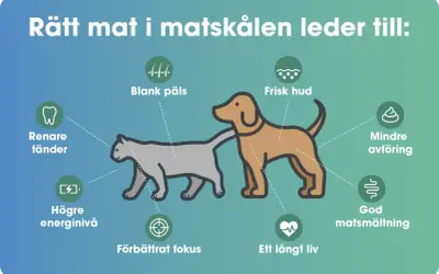 Hundens skin and coat blir blank och fin med rätt mat. Även frisk hud, god matsmältning och ett långt liv.