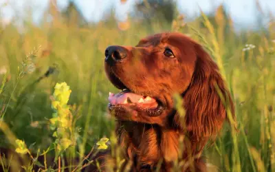 En vacker, rödbrun bistick hund sitter i högt gräs, med solen som lyser på dess päls.