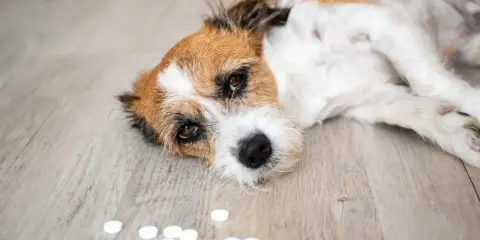 En trött hund ligger på golvet bredvid utspridda piller, som kan vara råttgift.