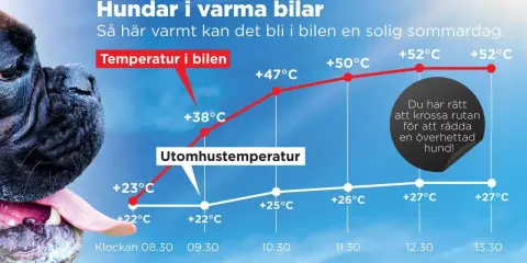 En hund flämtar i värmen. Grafen visar hur snabbt temperaturen stiger i en bil en sommardag, farligt varmt för en normaltemp hund.