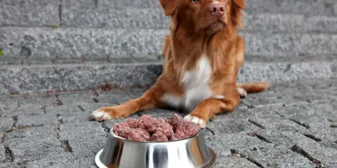 Brun hund med vit bringa sitter framför en skål med mushbarf på stenlagd mark.