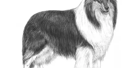 En vacker teckning av en ståtlig collie långhårig med sin imponerande päls.