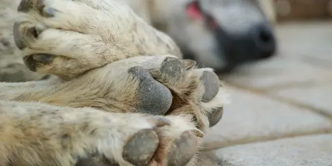 En hunds tassar vilar på stenplattor. En av tassarna är i fokus, med tydliga trampdynor och klor. I bakgrunden syns hundens huvud, med nos och öga. Kanske är det en miller klotång som har fått sig en välförtjänt vila.