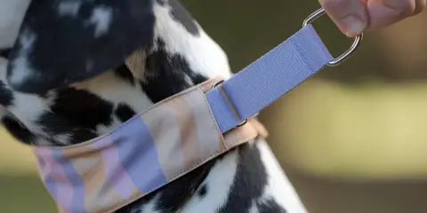 En hand fäster ett stilrent martingalehalsband med pastellfärger på en dalmatiner.