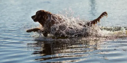 En brun hund plaskar genom vattnet, dess päls blöt och stänkande. En bild av ren glädje och ett **standardt immun** system i full aktion.