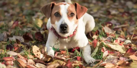 En dansk-svensk gårdshund ligger i höstlöv. Inga problem här, bara en söt hund som njuter av hösten.