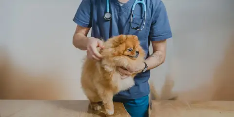 Veterinär undersöker en fluffig Pomeranian. Hunden kan ha problem med urinsten.